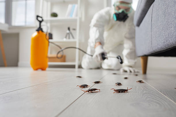 Post-Treatment Bed Bug Interceptor Monitoring in Mount Penn